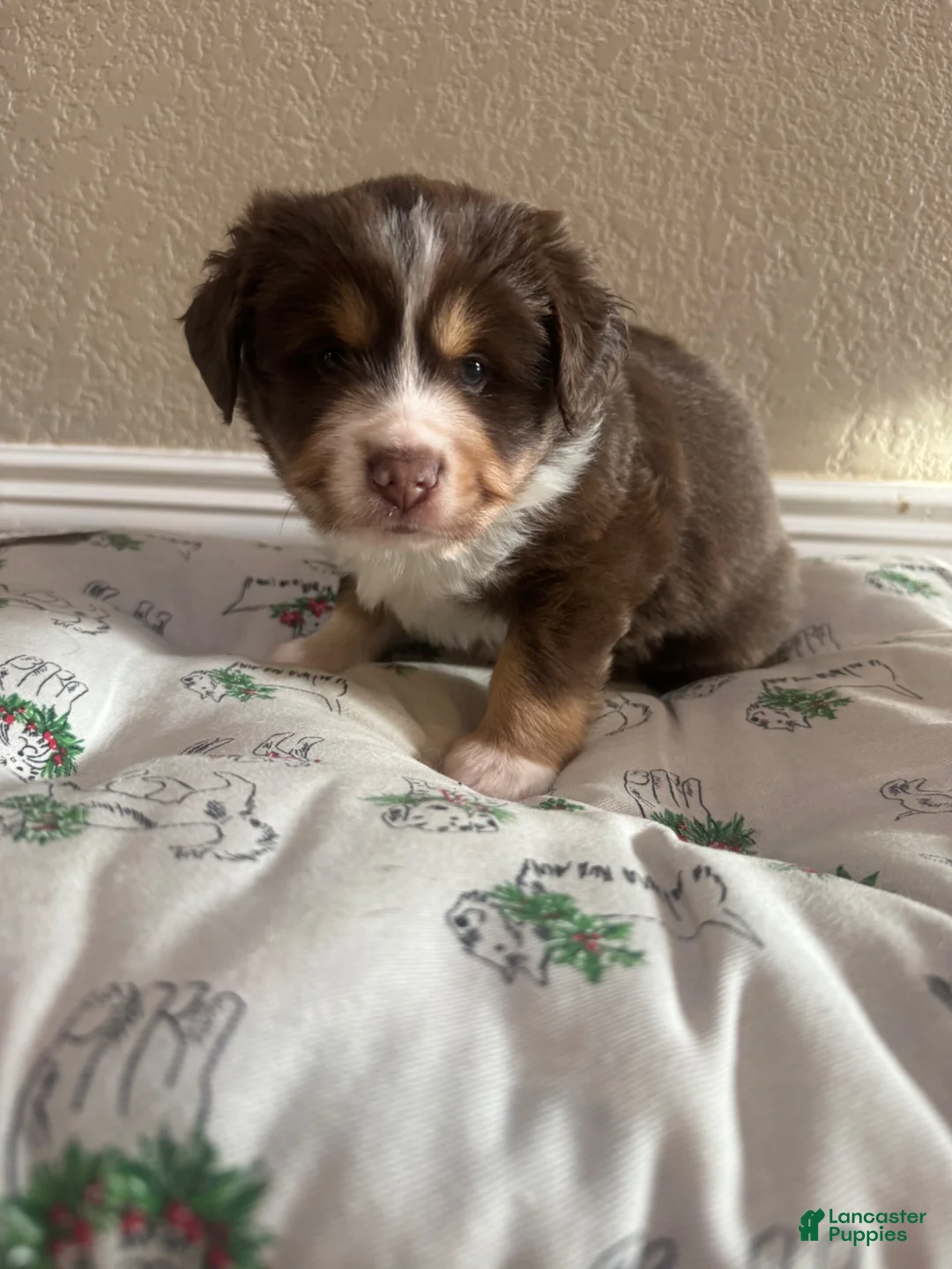 Australian Shepherd dogs for sale: Australian Shepherd 3 - Ad 1