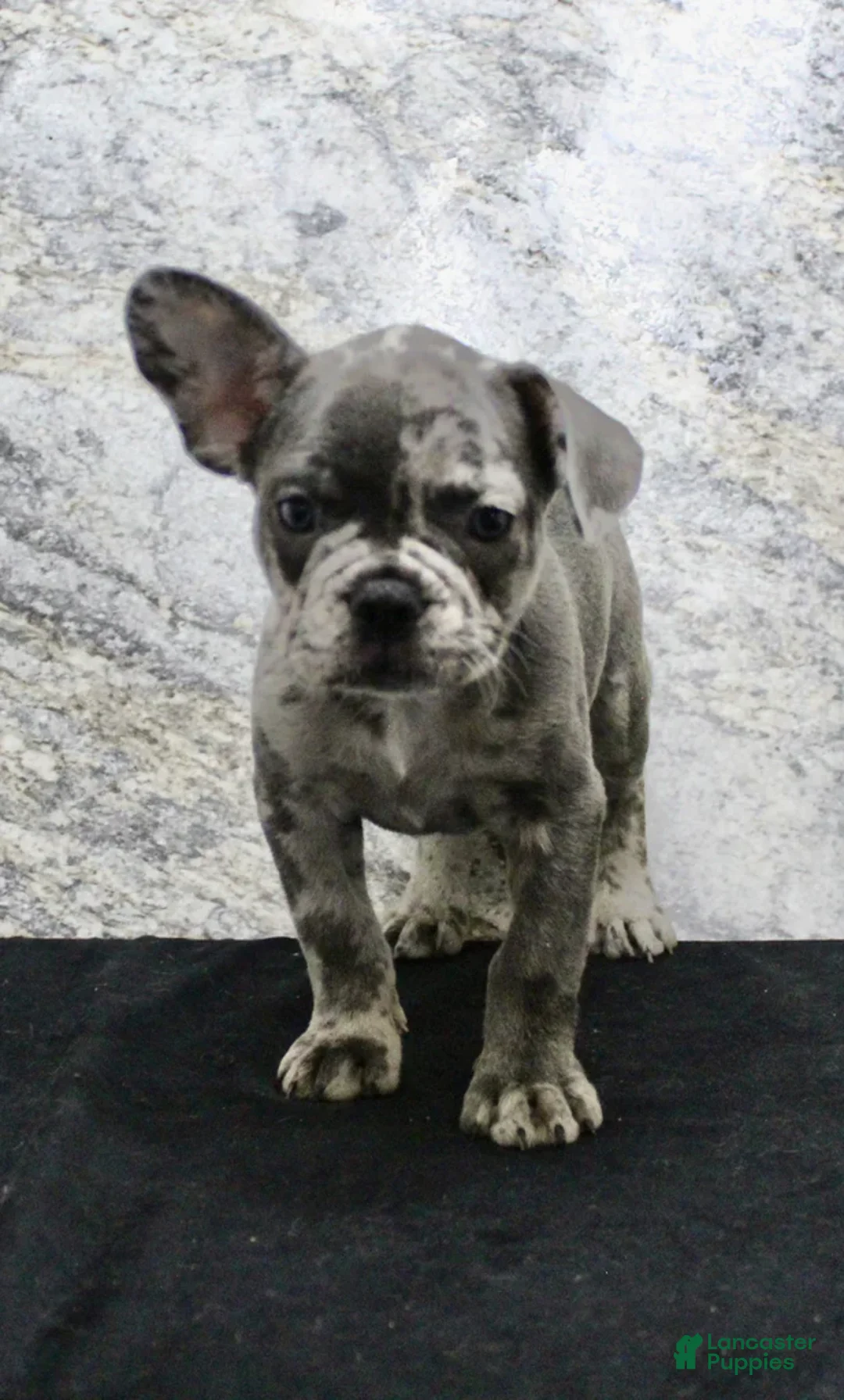 French Bulldog dogs for sale: Sawyer - Ad 6