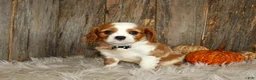 Cavalier King Charles Spaniel dogs for sale: Ryan - Ad 1