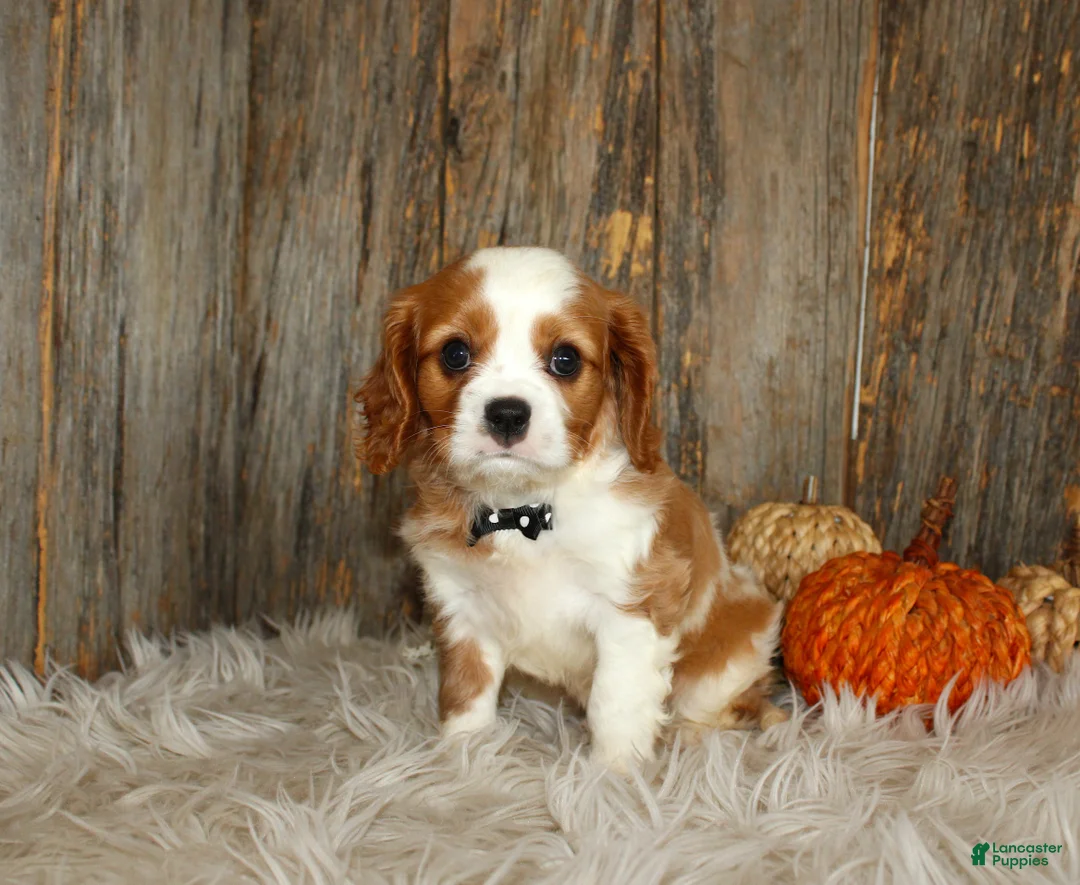 Cavalier King Charles Spaniel dogs for sale: Ryan - Ad 1