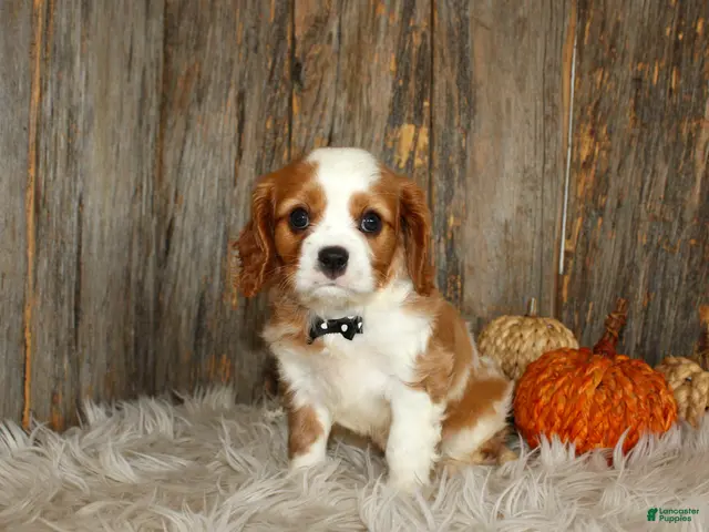 Cavalier King Charles Spaniel dogs for sale: Ryan - Ad 1