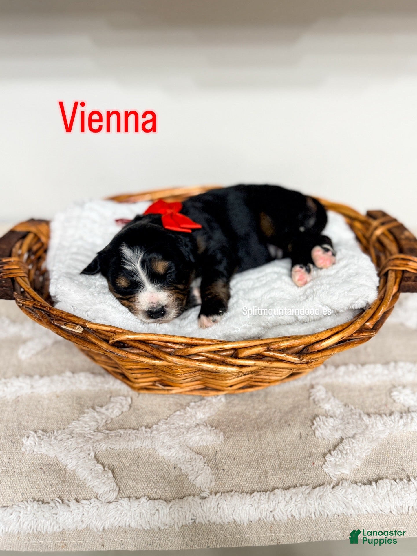 Bernedoodle dogs Vienna - Ad 8