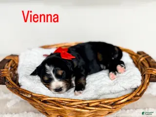 Bernedoodle dogs Vienna - Ad 8