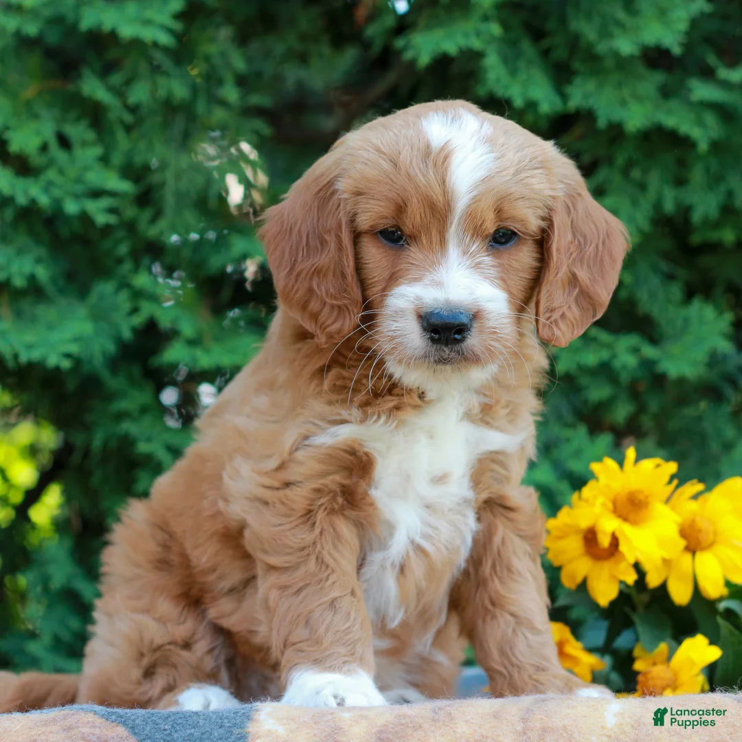 Goldendoodle dogs for sale: Tyler  - Ad 2