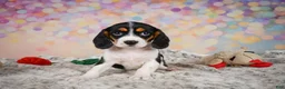Beaglier dogs for sale: Bailey - Ad 10