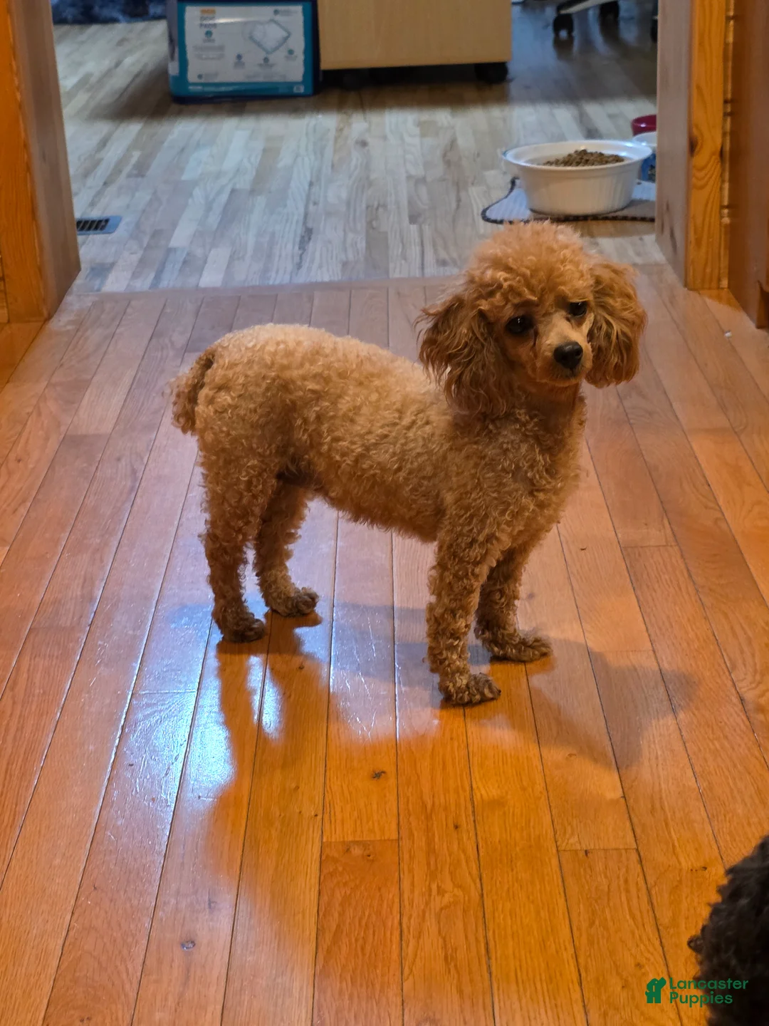 Toy Poodle dogs for sale: Toy Poodle Puppy 3 - Ad 3