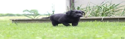 Labrador Retriever dogs for sale: Clark - Ad 9