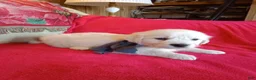 Golden Retriever dogs for sale: Bud- call 1-270-507-0580  - Ad 3