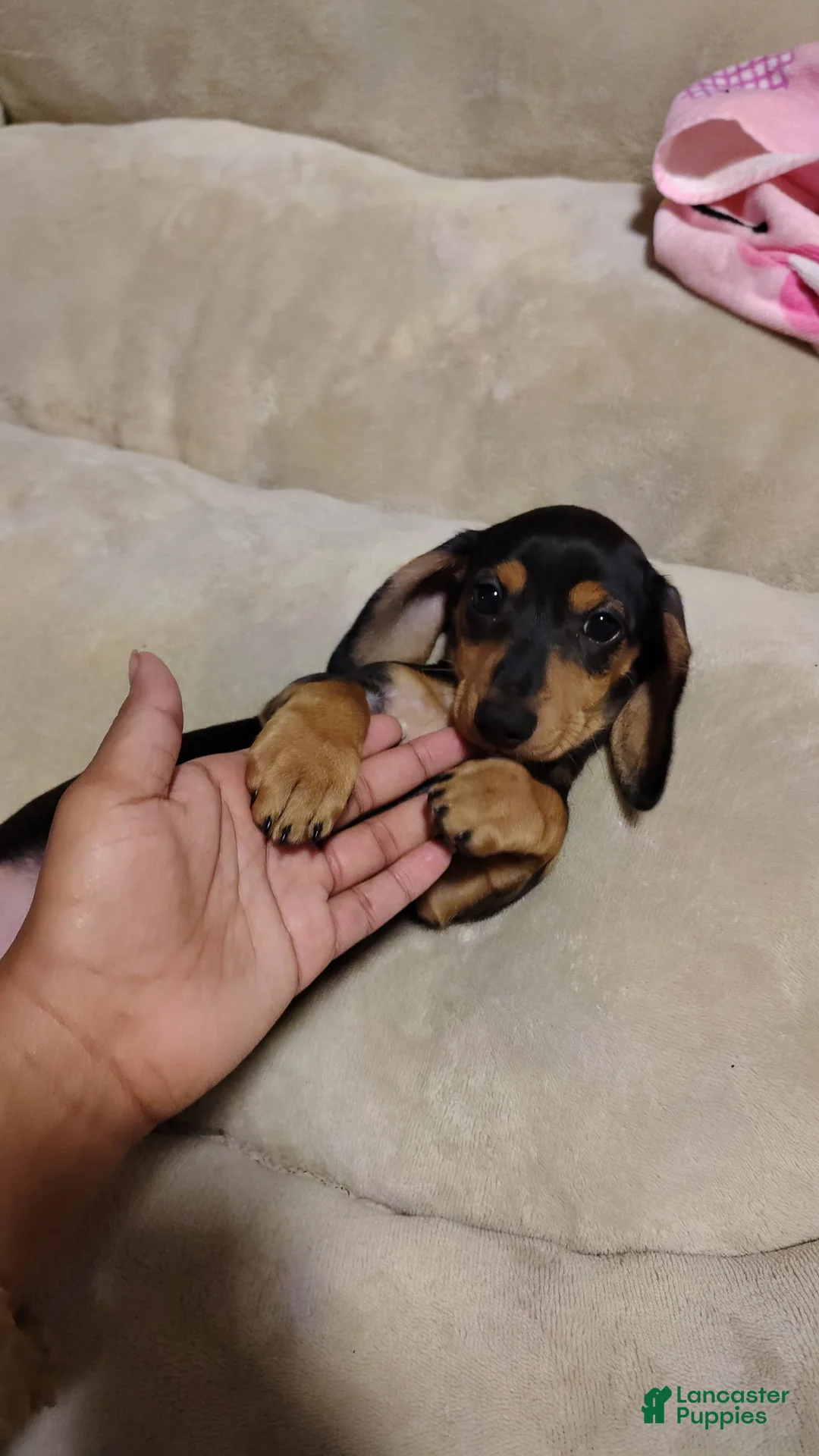 Dachshund dogs for sale: Dachshund Puppy 1 - Ad 3