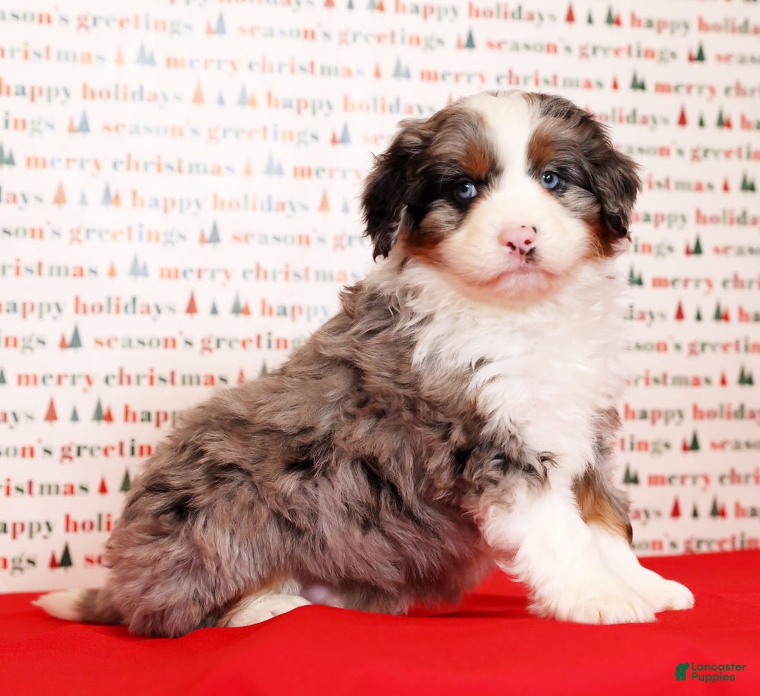 Mini Bernedoodle dogs for sale: River - Ad 5