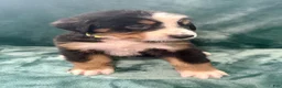 Bernese Mountain Dog dogs for sale: Millie - Ad 4