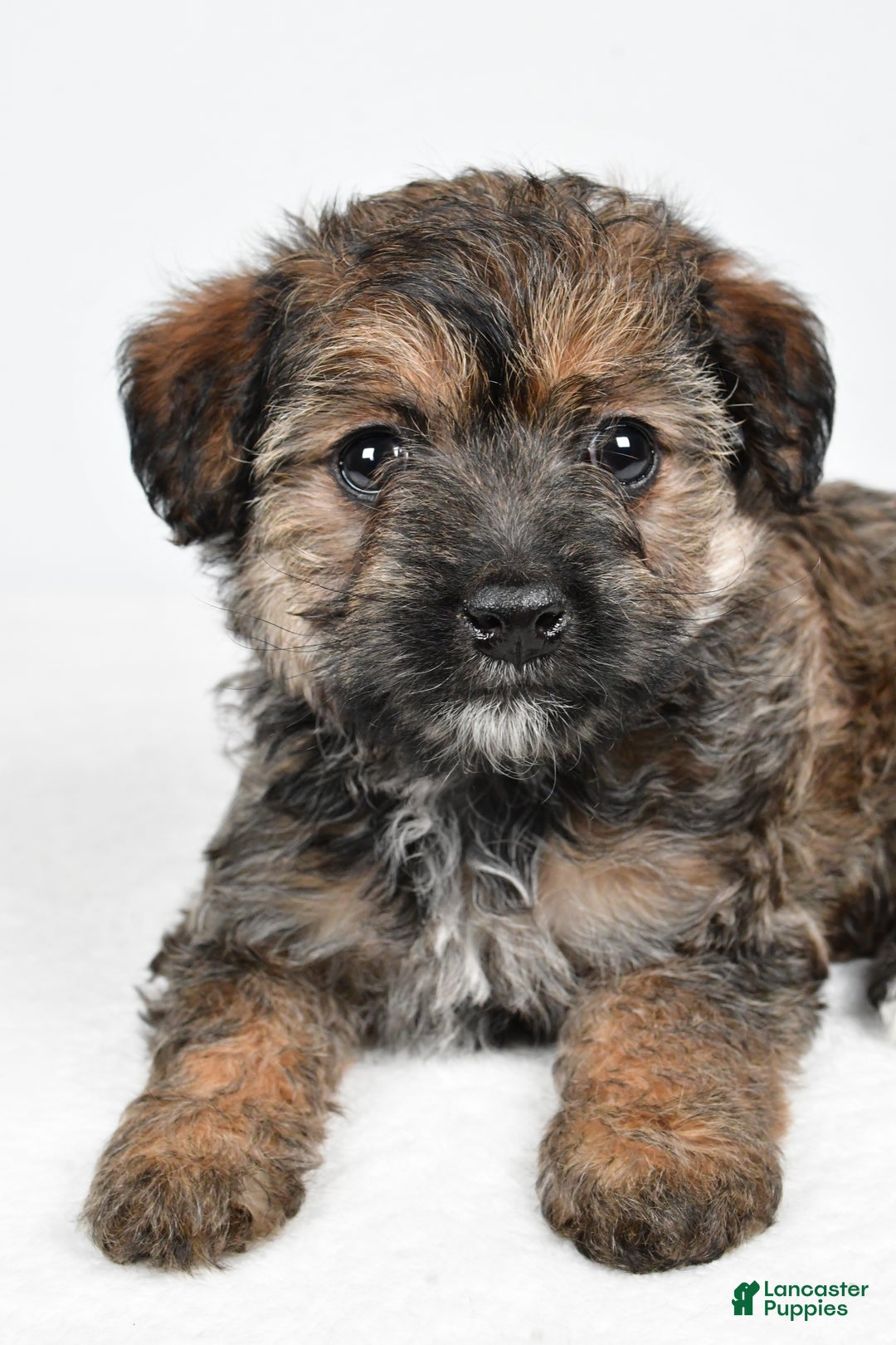 Yorkiepoo dogs for sale: Noelle - Ad 3