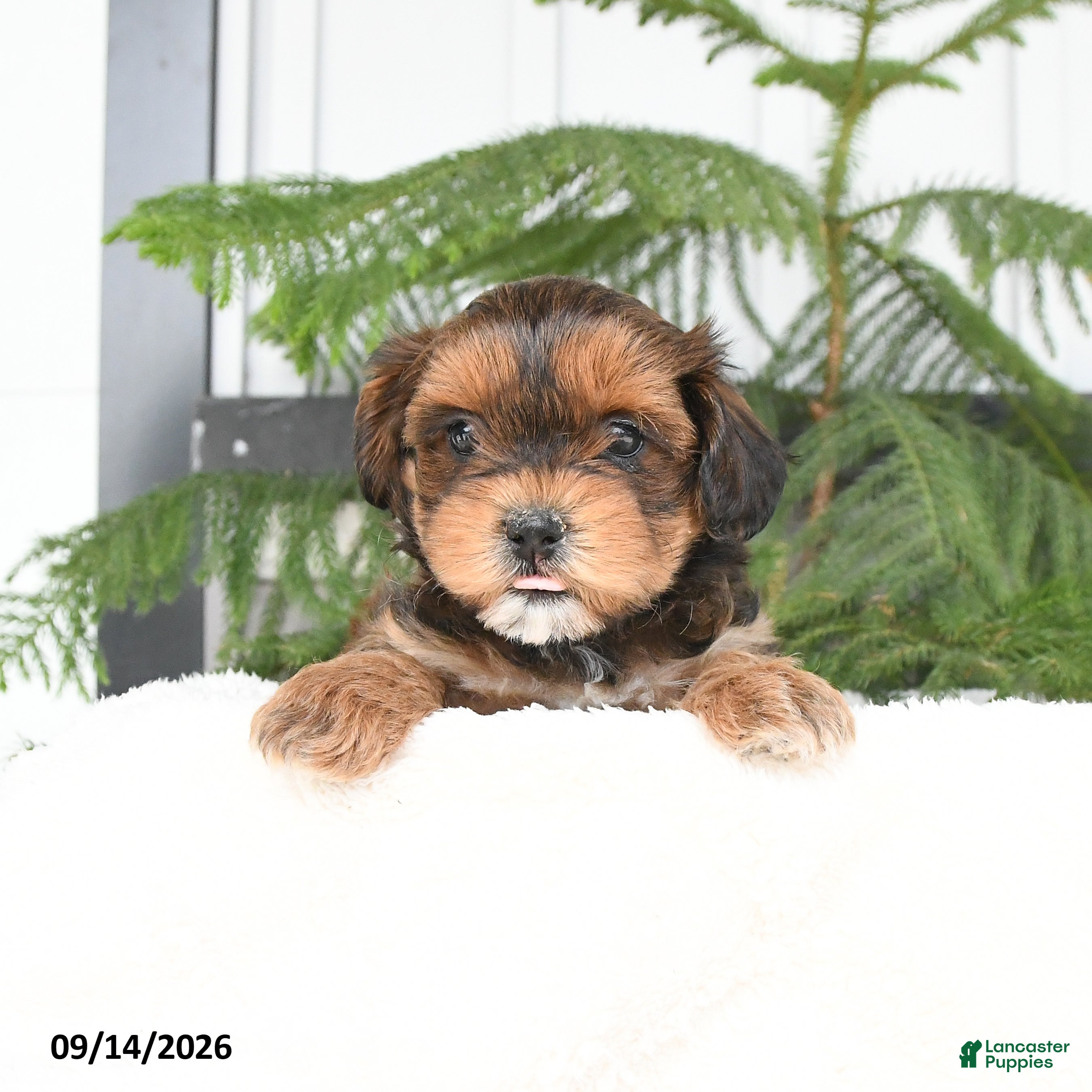 Mixed Breed dogs Alivia - Ad 1