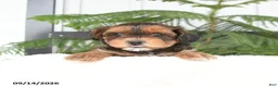 Mixed Breed dogs for sale: Alivia - Ad 1
