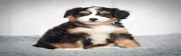 Mini Bernedoodle dogs for sale: Beatrice - Ad 4