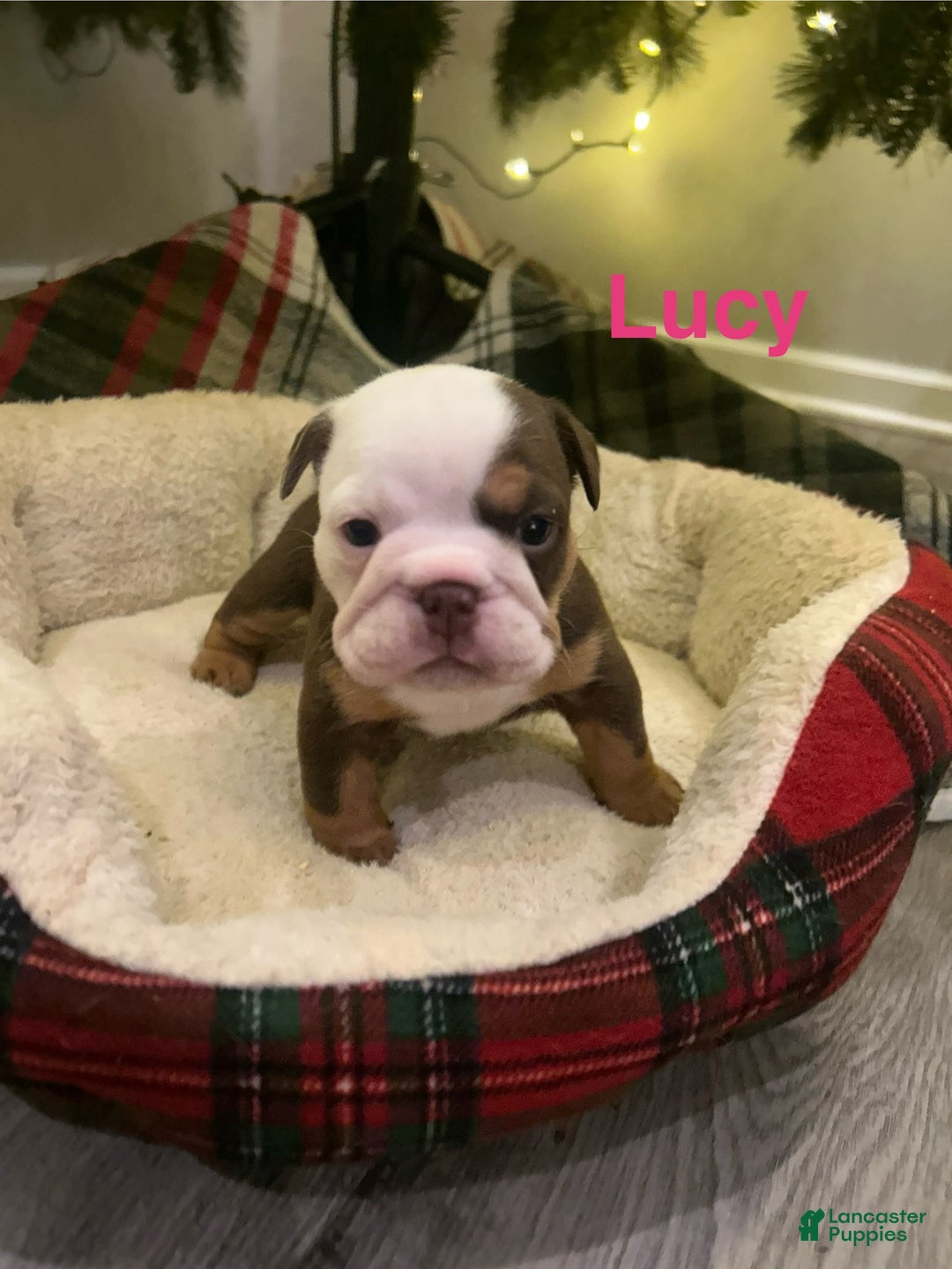 English Bulldog dogs for sale: Lucy - Ad 1