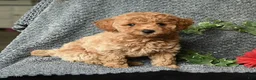 Toy Poodle dogs for sale: Crystal - Ad 2