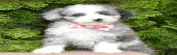 Miniature Poodle dogs for sale: Mini Paisley - Ad 13