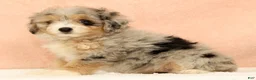 Mini Aussiedoodle dogs for sale: Megan - Ad 3