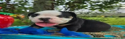 Olde English Bulldogge dogs for sale: James - Ad 4