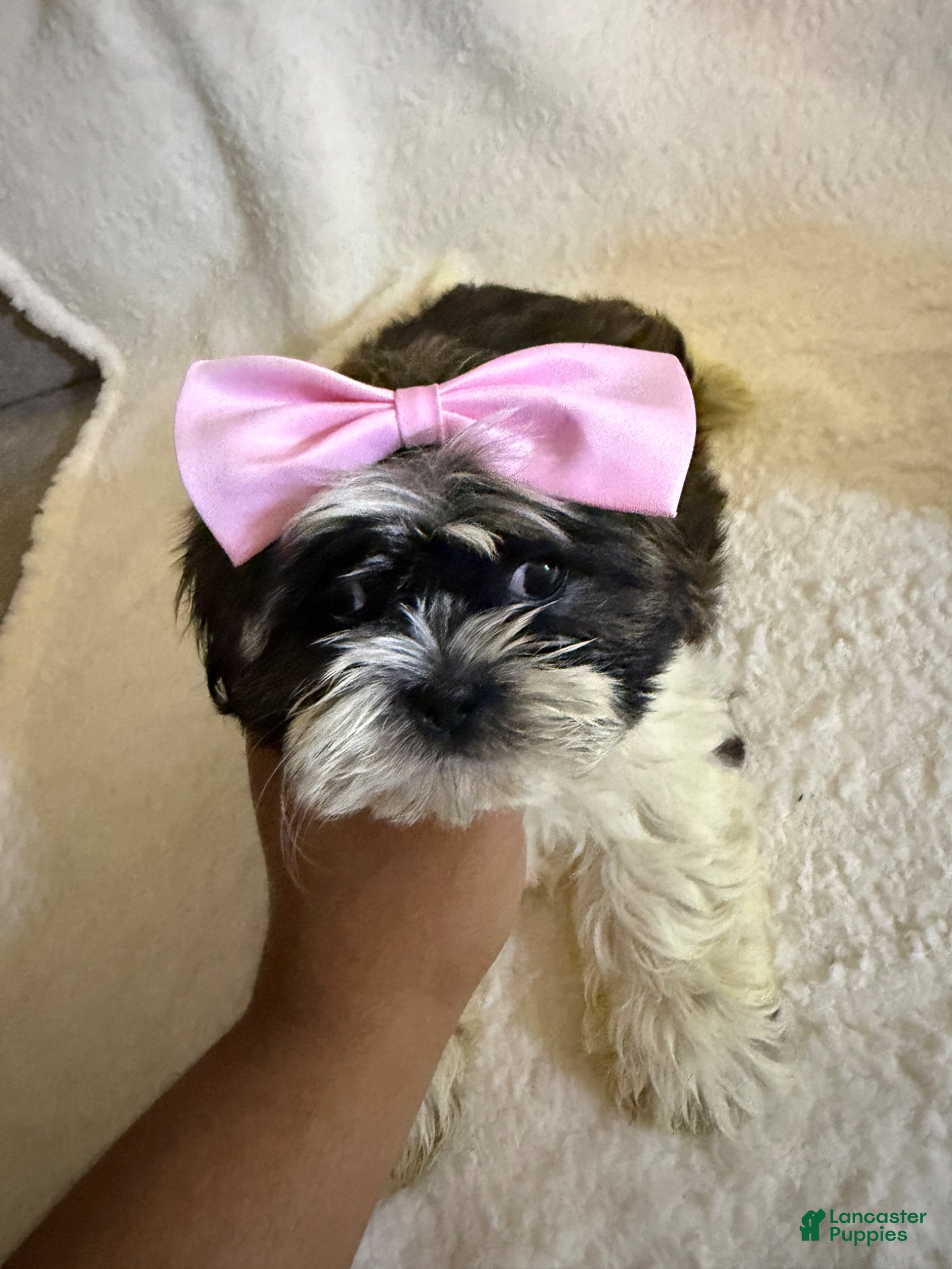 Shih Tzu dogs for sale: Daisy  - Ad 2