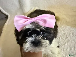 Shih Tzu dogs for sale: Daisy - Ad 2