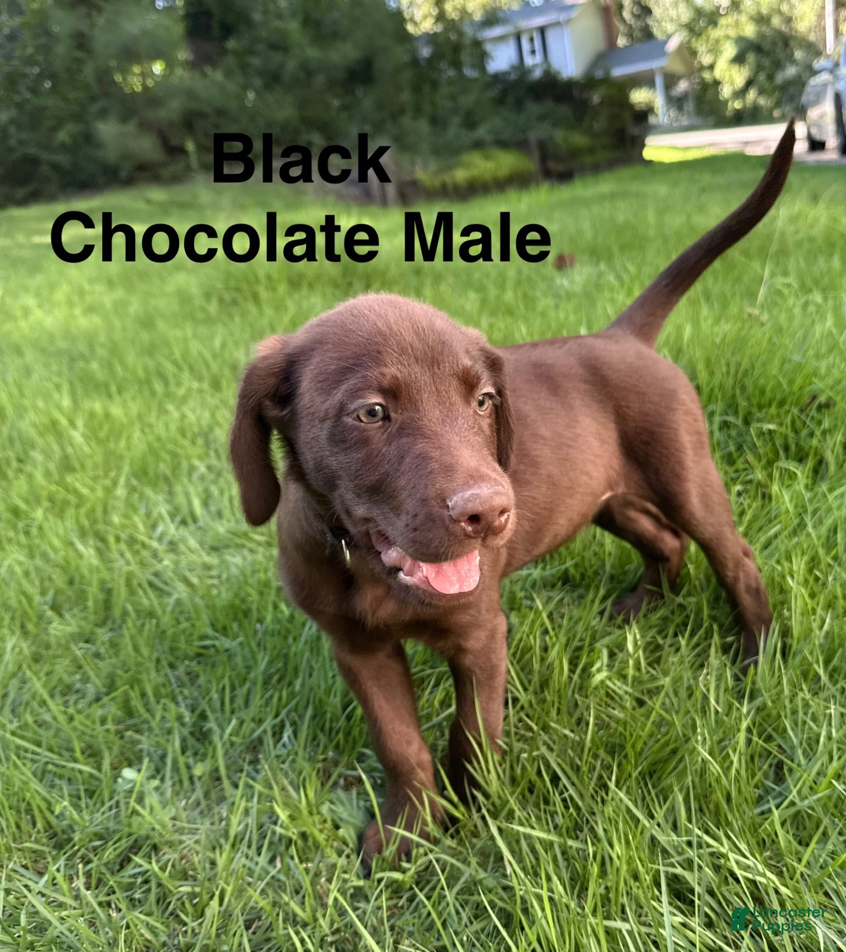 Labrador Retriever dogs Black - Ad 1