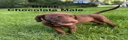Labrador Retriever dogs for sale: Black - Ad 1