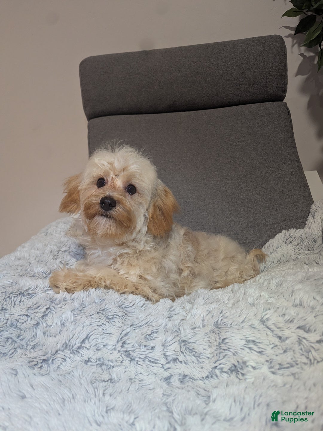 Havapoo dogs for sale: Biscuit  - Ad 8