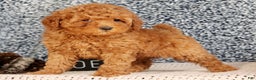 Mini Goldendoodle dogs for sale: Glinda - Ad 7