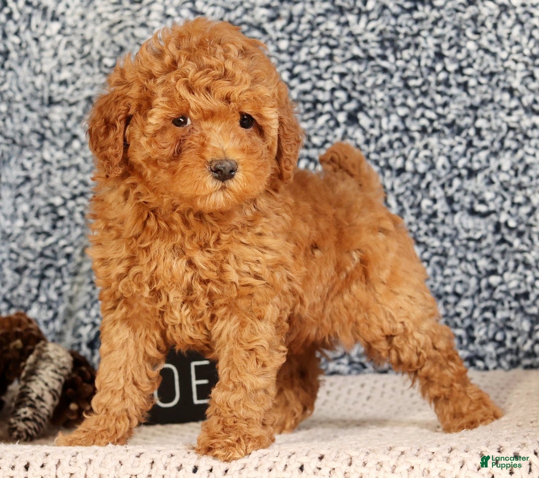 Mini Goldendoodle dogs for sale: Glinda - Ad 7
