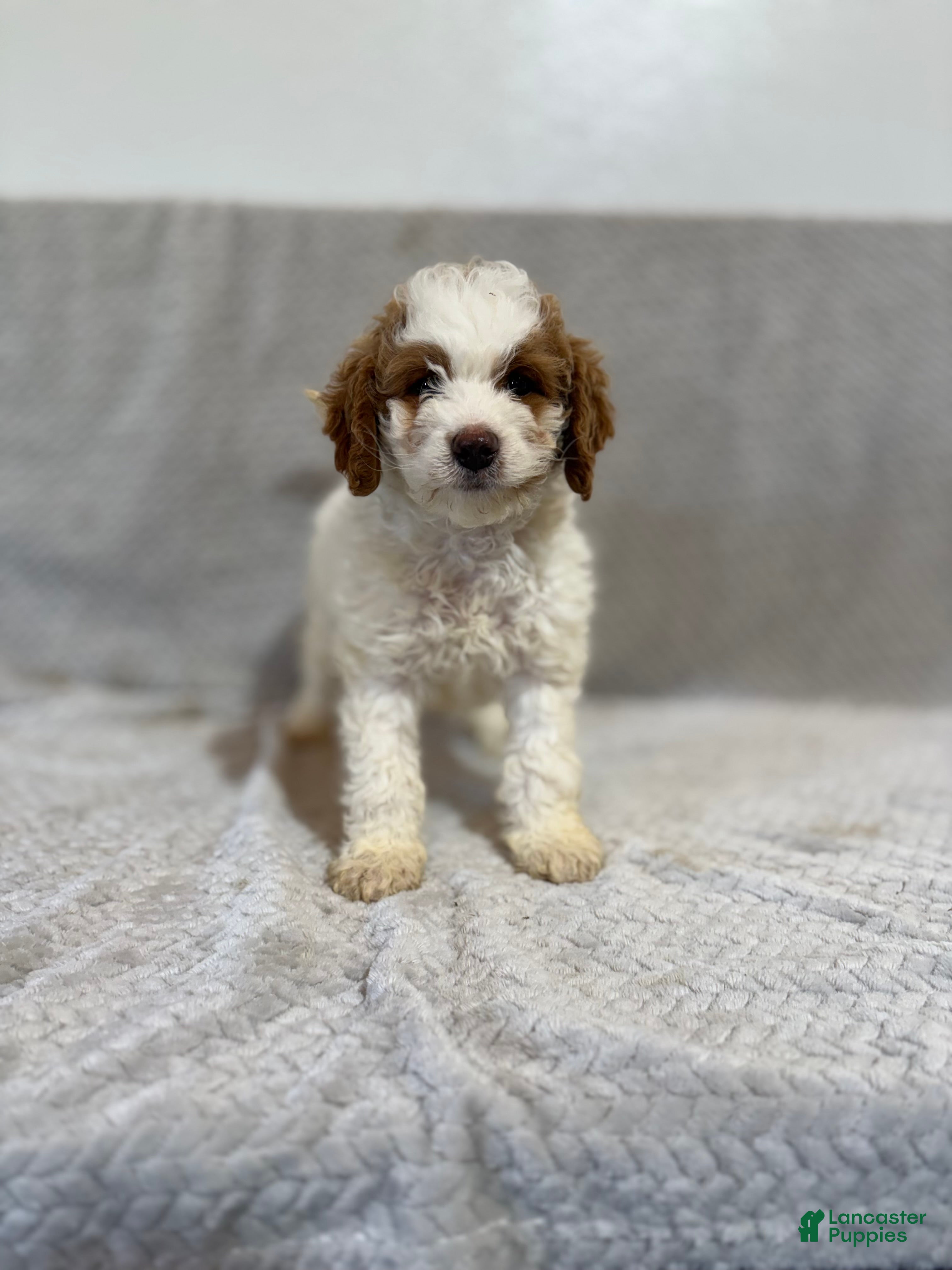 Mini Bernedoodle dogs Archie - Ad 1