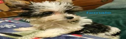 Yorkshire Terrier dogs for sale: Patsy - Ad 18