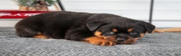 Rottweiler dogs for sale: Harper - Ad 3