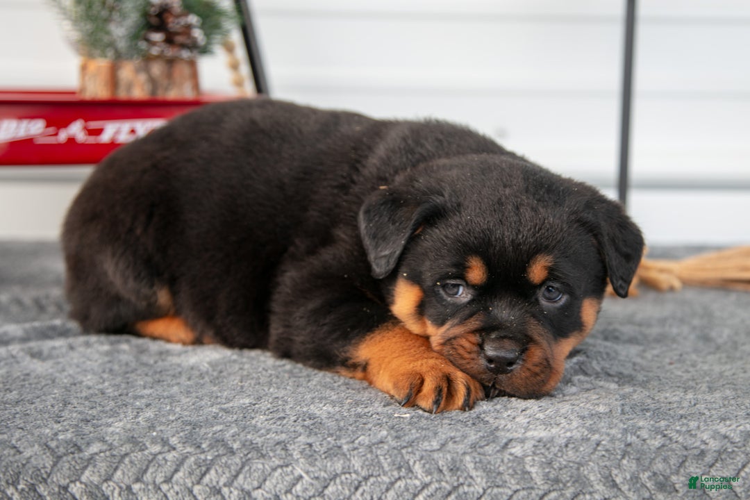 Rottweiler dogs for sale: Harper - Ad 3