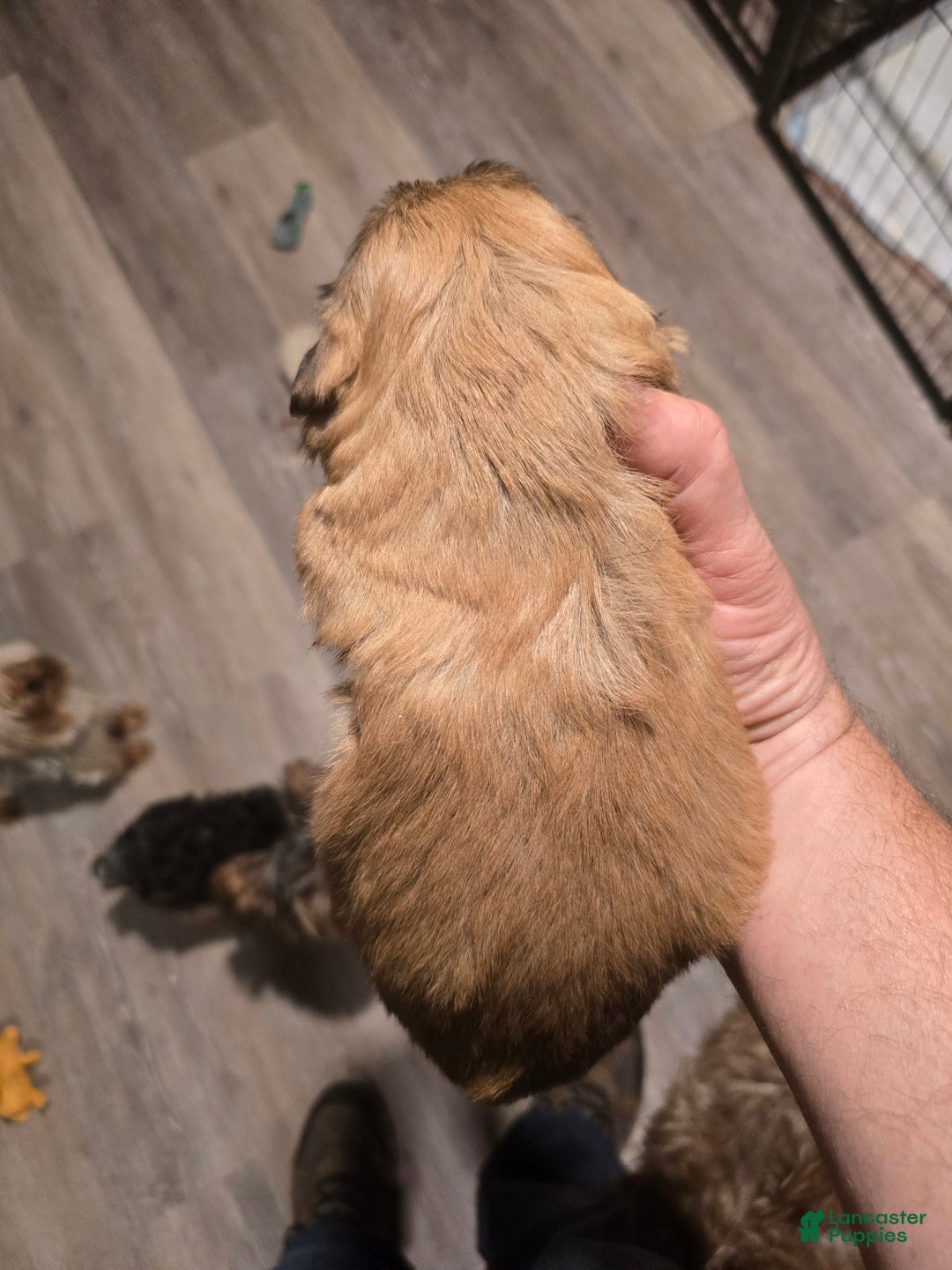 Shih Tzu dogs for sale: Lola - Ad 2