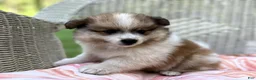 Pomeranian dogs for sale: Jasper - Ad 3