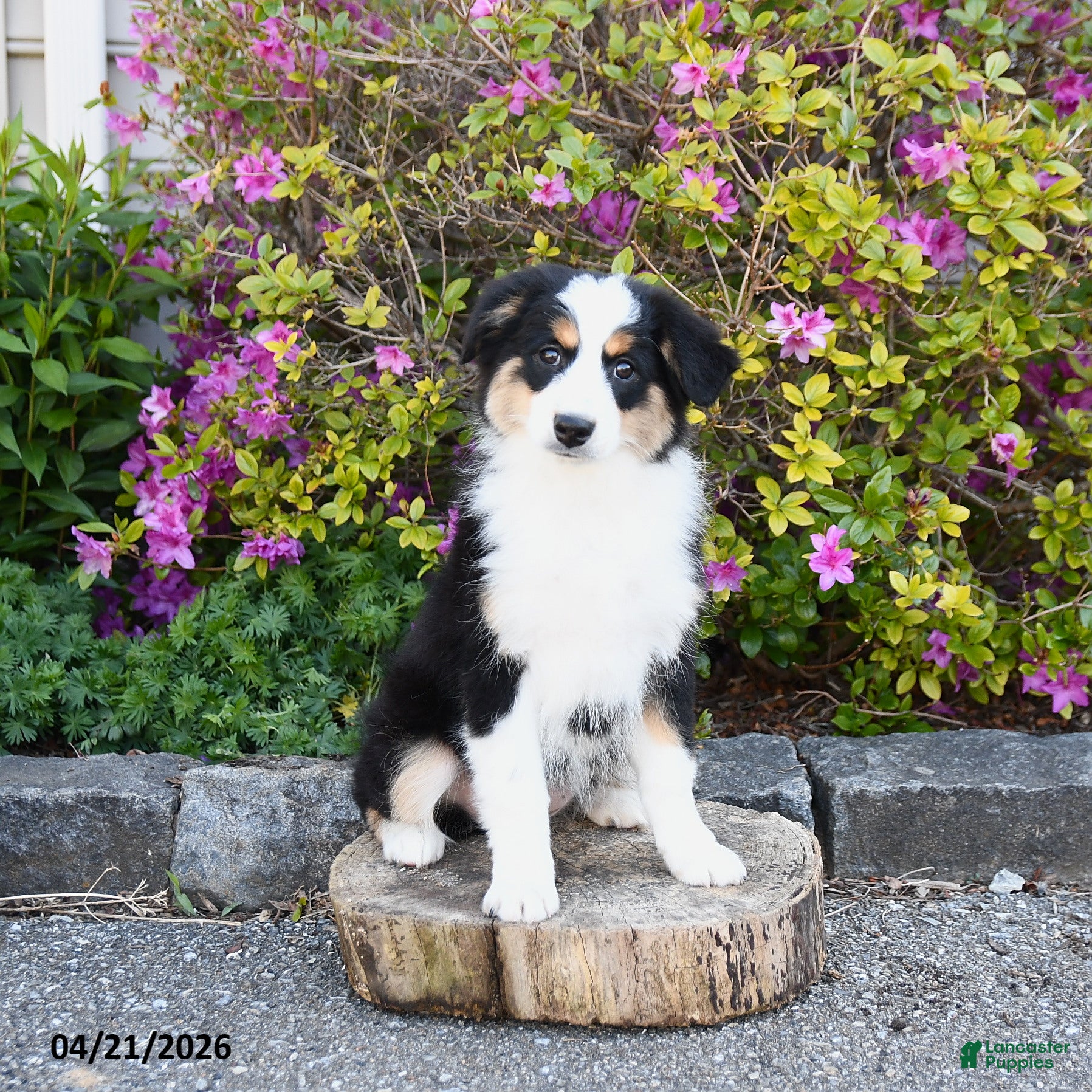 Miniature Australian Shepherd dogs Sage - Ad 1