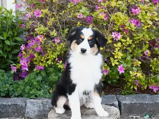 Miniature Australian Shepherd dogs for sale: Sage - Ad 1