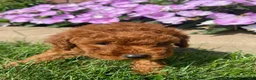 Miniature Poodle dogs for sale: Tiffany - Ad 7