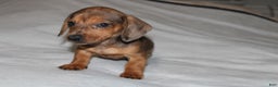Miniature Dachshund dogs for sale: Frank Mini  - Ad 11