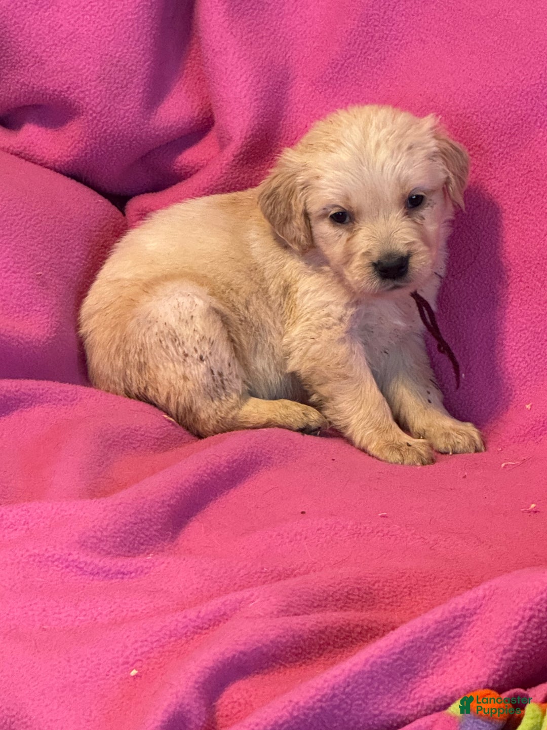 Golden Retriever dogs for sale: Burgundy female- Penny  - Ad 3