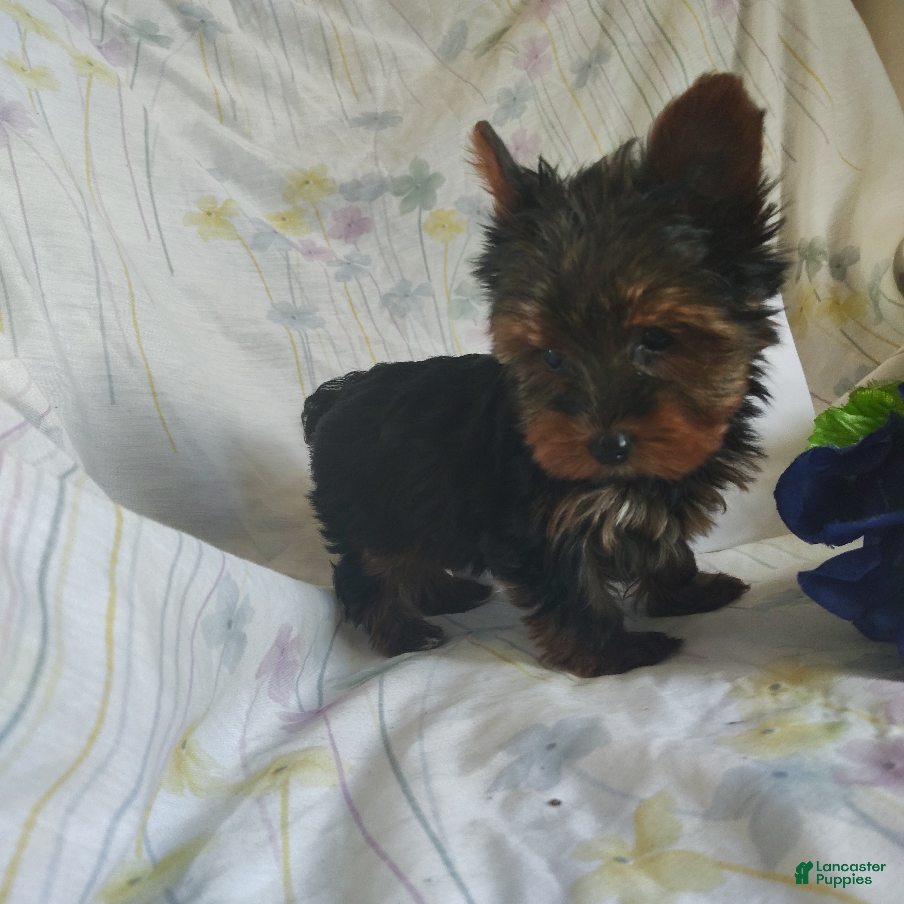 Yorkshire Terrier dogs Andy - Ad 14