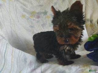 Yorkshire Terrier dogs Andy - Ad 14