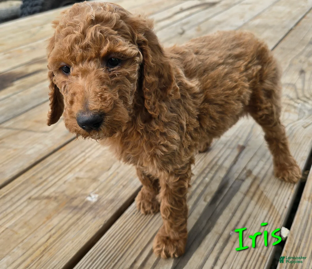 Goldendoodle dogs for sale: Goldendoodle Puppy 9 - Ad 2