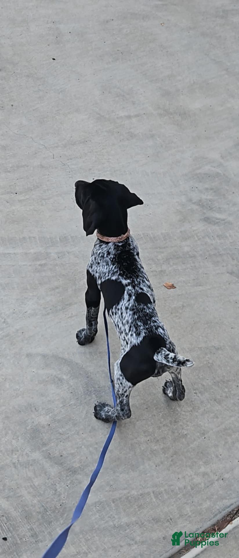 German Shorthaired Pointer dogs German Shorthaired Pointer Puppy 1 - Ad 1