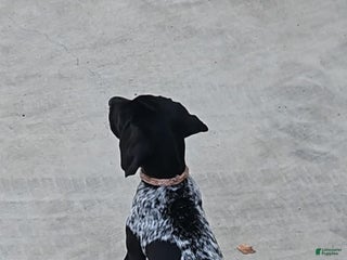 German Shorthaired Pointer dogs German Shorthaired Pointer Puppy 1 - Ad 1