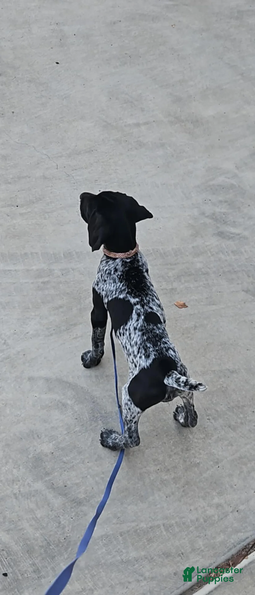 German Shorthaired Pointer dogs for sale: German Shorthaired Pointer Puppy 1 - Ad 1