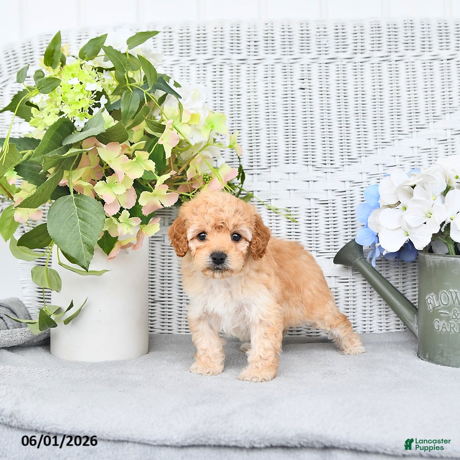 Mini Aussiedoodle dogs Shelly - Ad 1