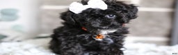 Miniature Poodle dogs for sale: Gracie  - Ad 13